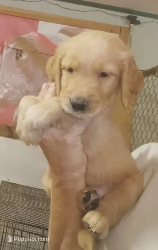 Golden Retriever-female – Golden Retriever puppy for sale in Milton, FL