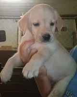 yellow female lab, a female Labrador Retriever for sale in Milton, FL – 1 of 1