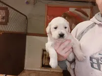 Golden Retriever- male, a male English Cream Golden Retriever for sale in Milton, FL – 1 of 1