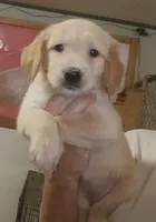Golden Retrievers ready soon, a male Golden Retriever for sale in Milton, FL – 1 of 1