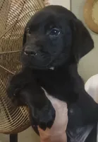 Lab female- ready now, a female Labrador Retriever for sale in Milton, FL – 1 of 1
