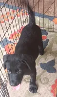 Black lab male- price reduced, a male Labrador Retriever for sale in Milton, FL – 1 of 1