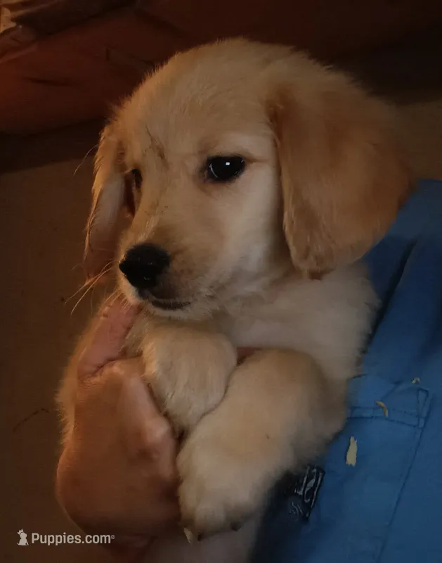 Golden Retriever – English Cream Golden Retriever puppy for sale in Milton, FL
