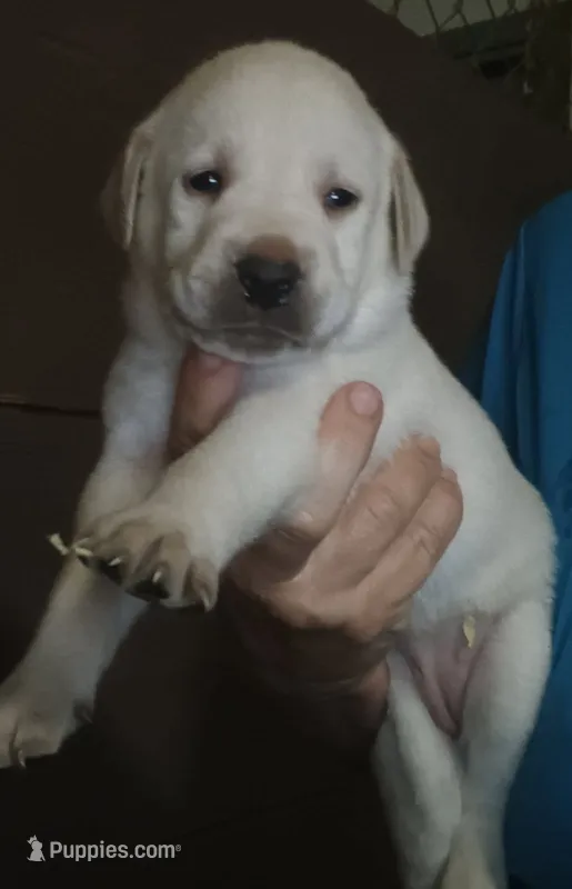 yellow lab female – Labrador Retriever puppy for sale in Milton, FL