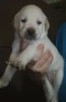yellow lab female, a female Labrador Retriever for sale in Milton, FL – 1 of 1