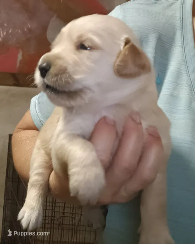 Golden Retriever, a female Golden Retriever for sale in Milton, FL – 1 of 1