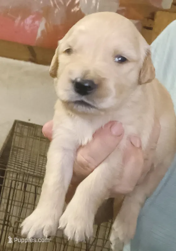 Golden Retriever – Golden Retriever puppy for sale in Milton, FL