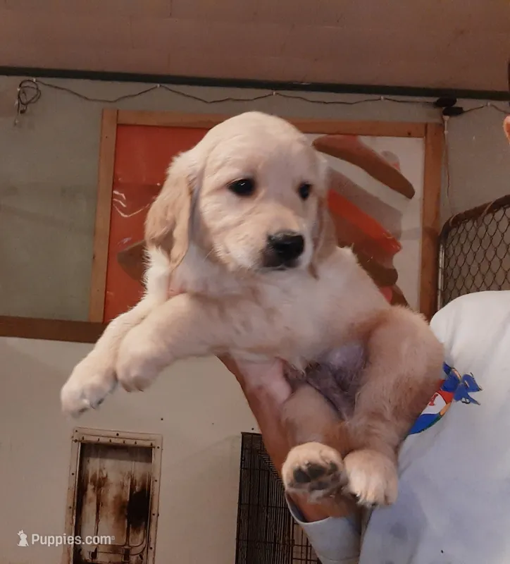 Golden Retriever – Golden Retriever puppy for sale in Milton, FL