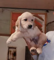 Golden Retriever male, a male Golden Retriever for sale in Milton, FL – 1 of 1