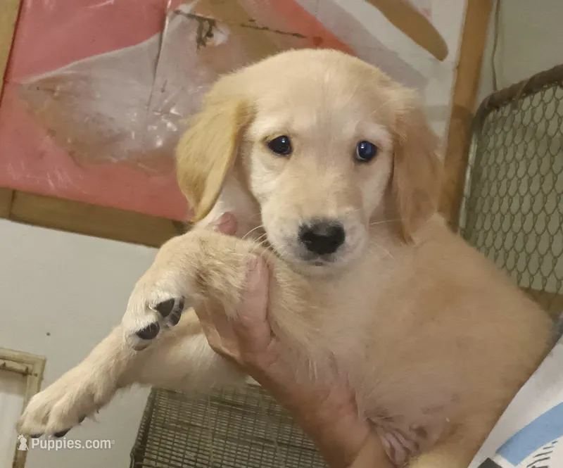 Golden Retrievers ready  – Golden Retriever puppy for sale in Milton, FL