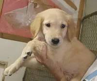 Golden Retrievers ready now, a female Golden Retriever for sale in Milton, FL – 1 of 1