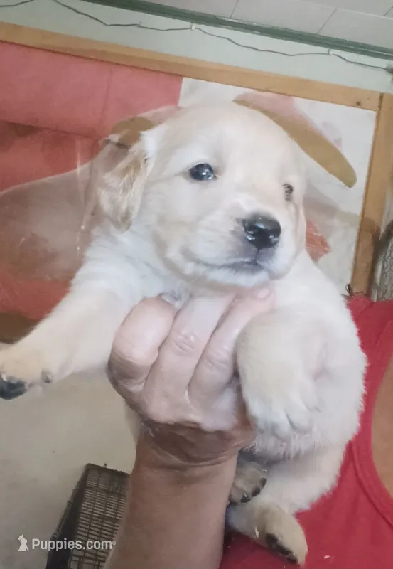 Golden Retrievers – Golden Retriever puppy for sale in Milton, FL