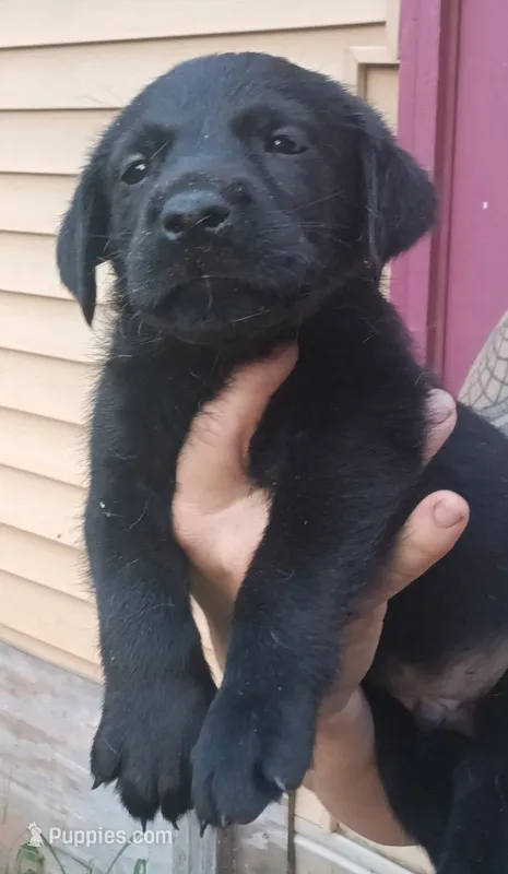 Black lab – Labrador Retriever puppy for sale in Milton, FL