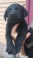 Black lab, a male Labrador Retriever for sale in Milton, FL – 1 of 1