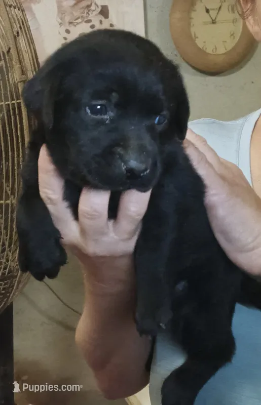 Lab female – Labrador Retriever puppy for sale in Milton, FL