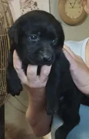 Lab female, a female Labrador Retriever for sale in Milton, FL – 1 of 1