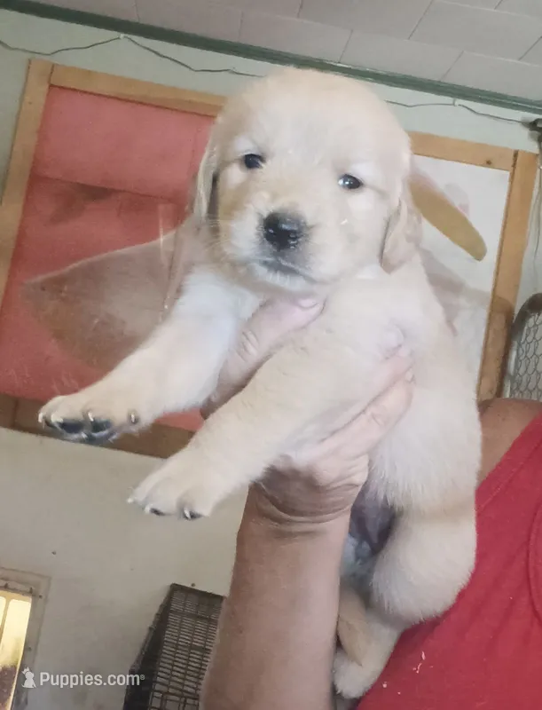 Golden Retrievers – Golden Retriever puppy for sale in Milton, FL