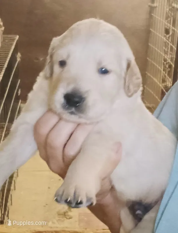 Golden Retriever- English Cream – English Cream Golden Retriever puppy for sale in Milton, FL