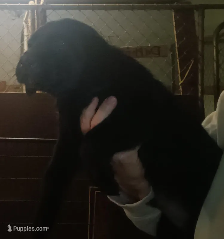Black lab male – Labrador Retriever puppy for sale in Milton, FL