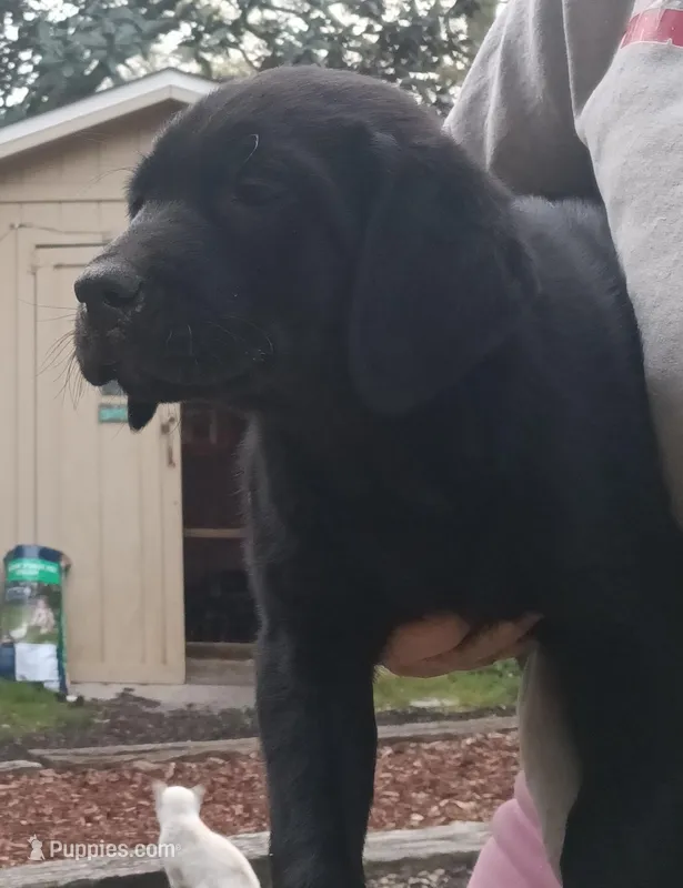 Black lab male- price reduced – Labrador Retriever puppy for sale in Milton, FL