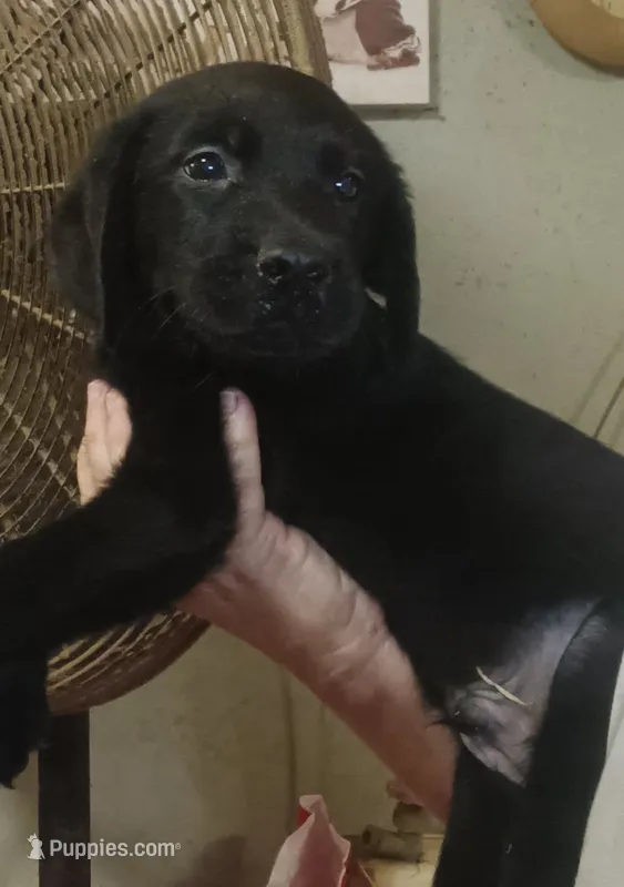 black lab male – Labrador Retriever puppy for sale in Milton, FL