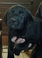 black lab, a female Labrador Retriever for sale in Milton, FL – 1 of 1