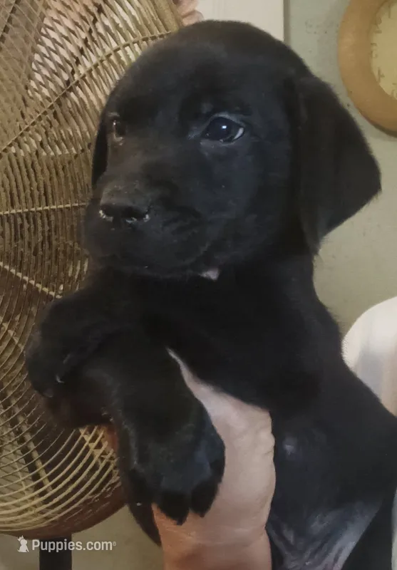 Black lab female – Labrador Retriever puppy for sale in Milton, FL