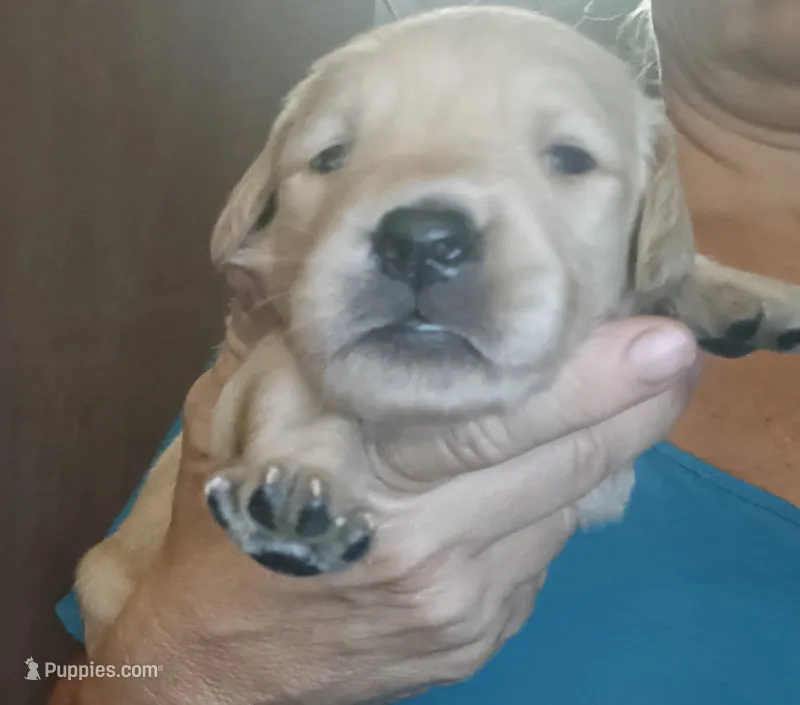 Golden Retriever – Golden Retriever puppy for sale in Milton, FL