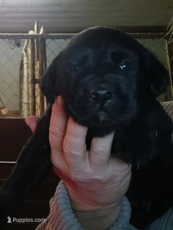 black lab male- ready soon – Labrador Retriever puppy for sale in Milton, FL
