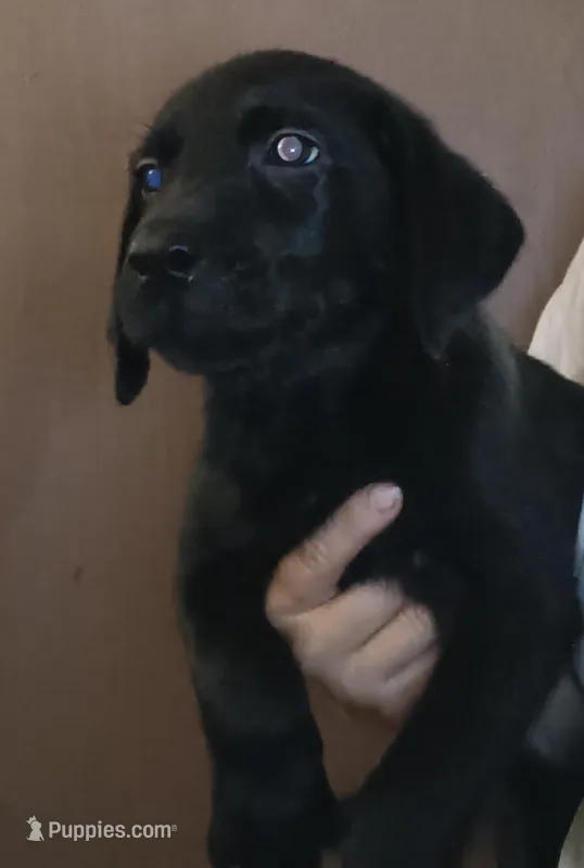 Black  Lab- ready next week – Labrador Retriever puppy for sale in Milton, FL