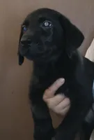 Black  Lab- ready this weekend, a male Labrador Retriever for sale in Milton, FL – 1 of 1