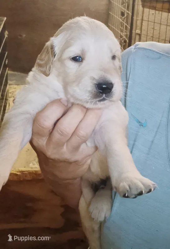 English Cream Golden Retriever male – English Cream Golden Retriever puppy for sale in Milton, FL