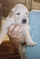 English Cream Golden Retriever male, a male English Cream Golden Retriever for sale in Milton, FL – 1 of 1
