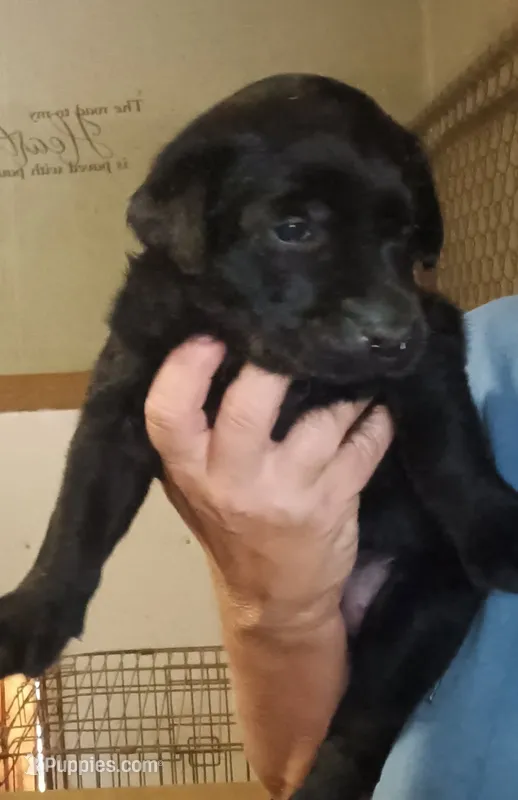 black lab – Labrador Retriever puppy for sale in Milton, FL