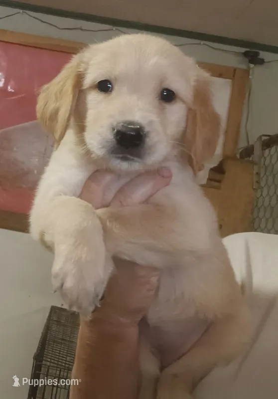 Golden Retrievers – Golden Retriever puppy for sale in Milton, FL