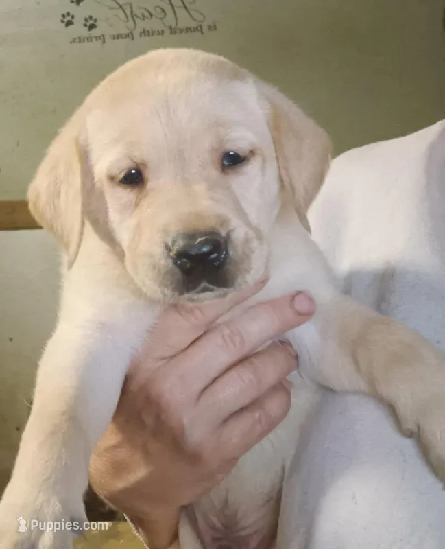 yellow male – Labrador Retriever puppy for sale in Milton, FL
