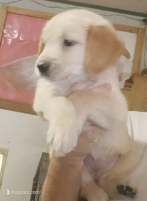 Golden Retriever-female, ready to reserve – Golden Retriever puppy for sale in Milton, FL