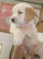 Golden Retriever-female, ready this weekend, a female Golden Retriever for sale in Milton, FL – 1 of 1
