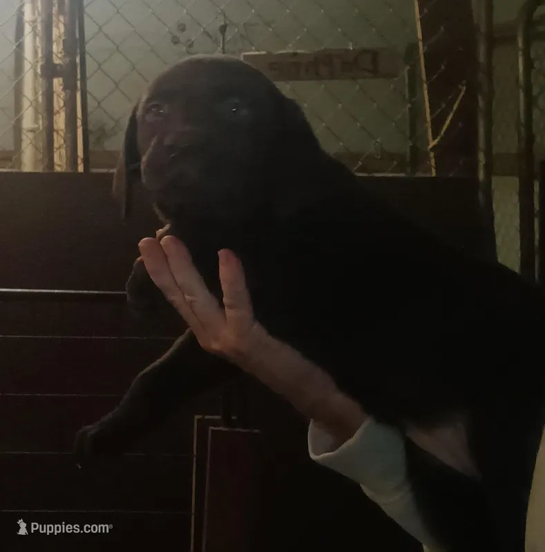 Chocolate lab male