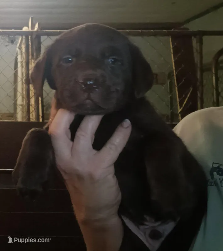 Chocolate lab