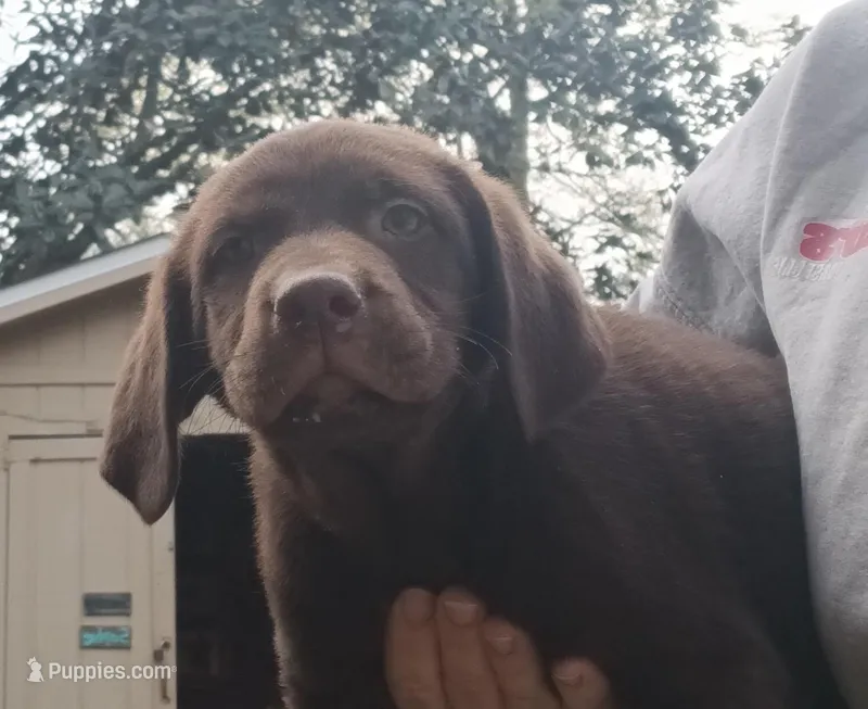 Chocolate lab male-price reduced – Labrador Retriever puppy for sale in Milton, FL