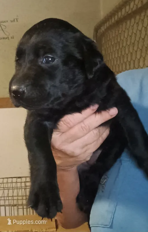 black lab – Labrador Retriever puppy for sale in Milton, FL
