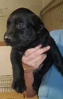 black lab, a female Labrador Retriever for sale in Milton, FL – 1 of 1