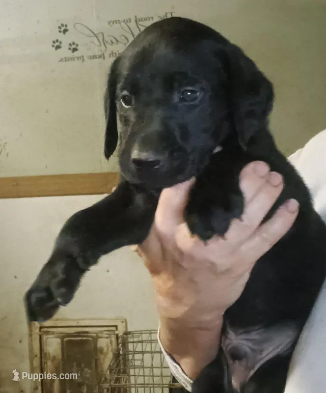 male lab – Labrador Retriever puppy for sale in Milton, FL