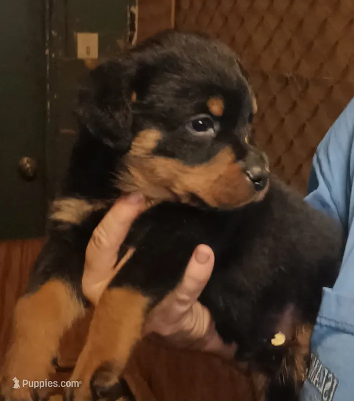 Rottweiler  – Rottweiler puppy for sale in Milton, FL