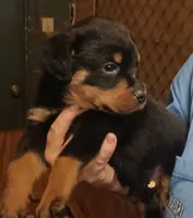 Rottweiler , a female Rottweiler for sale in Milton, FL – 1 of 1