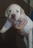 yellow lab female, a female Labrador Retriever for sale in Milton, FL – 1 of 1