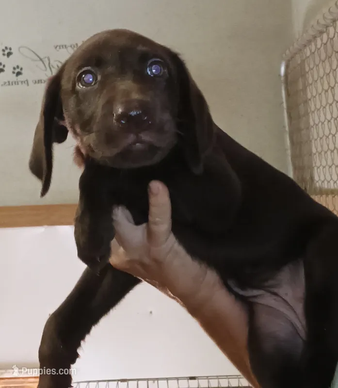 Chocolate Lab female – Labrador Retriever puppy for sale in Milton, FL