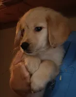 Golden Retriever- male- ready now, a male English Cream Golden Retriever for sale in Milton, FL – 1 of 1