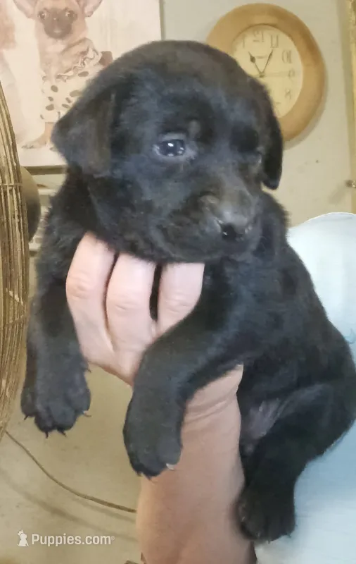 Black lab female – Labrador Retriever puppy for sale in Milton, FL